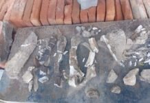 Hallazgo paleontológico en Alderetes: Restos fósiles podrían corresponder a un gliptodonte