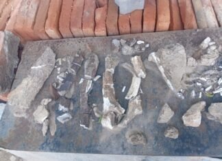 Hallazgo paleontológico en Alderetes: Restos fósiles podrían corresponder a un gliptodonte