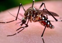 El reporte epidemiológico oficial registró más de trescientos nuevos contagios de fiebre chikungunya en el país