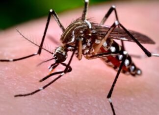 El reporte epidemiológico oficial registró más de trescientos nuevos contagios de fiebre chikungunya en el país
