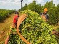 Tractorazo de productores yerbateros contra Milei en Misiones