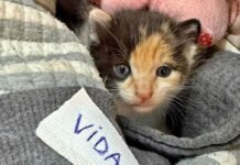 Informe veterinario sobre «Vida», la gatita agredida por una adolescente con un rifle.