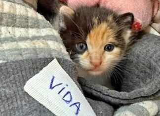 Informe veterinario sobre «Vida», la gatita agredida por una adolescente con un rifle.